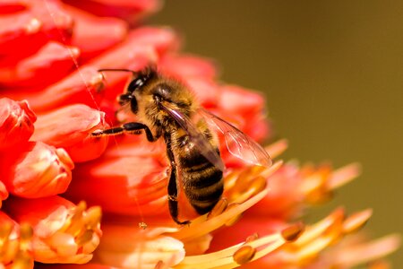 Honey yellow animal photo