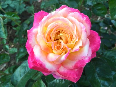 Beautiful Photo bloom blooming