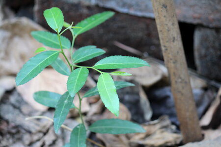 Basil Plant Leaves