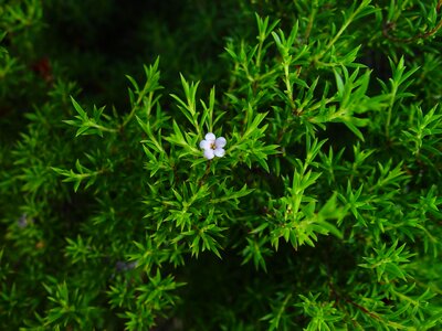 Greenery little small white