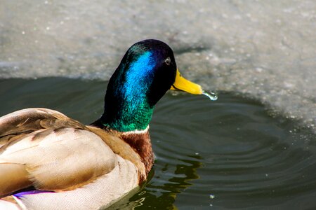 Wild bird duck water bird