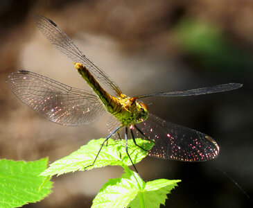 Dragonfly Sympetrum sanguineum on the plant photo