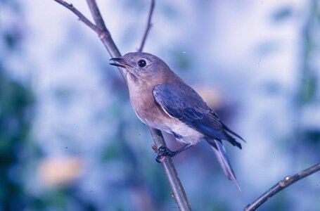 Eastern bluebird photo