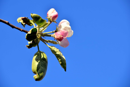 Apple beautiful flowers blooming