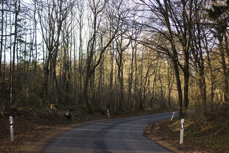 Forest autumn trees photo