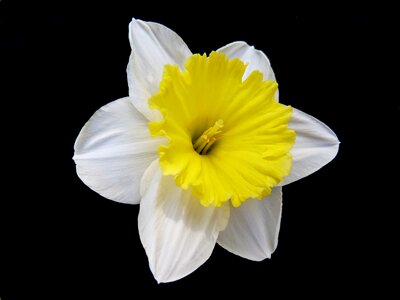 Spring star yellow