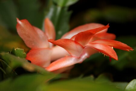 Botany winter cacti