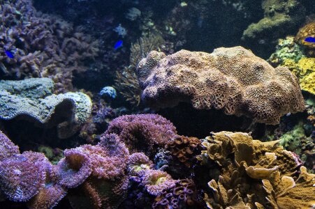 Coral underwater aquatic photo