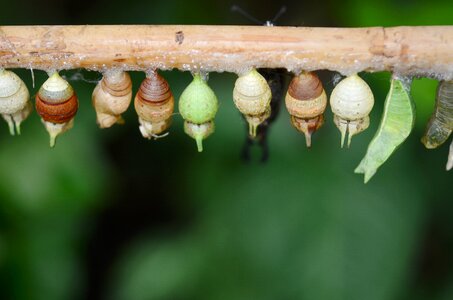 Animal macro larva