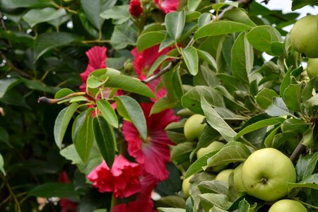 Apple Tree flower garden orchard