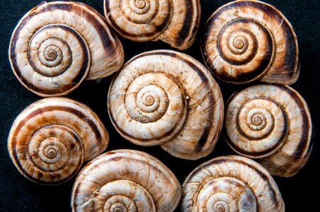 Spiral brown structure