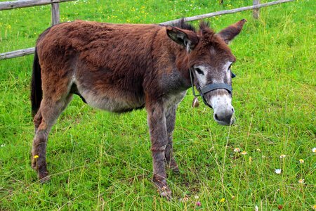 Meadow pasture animals photo