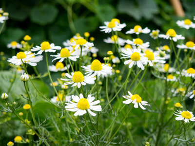 White and Yellow Flowers