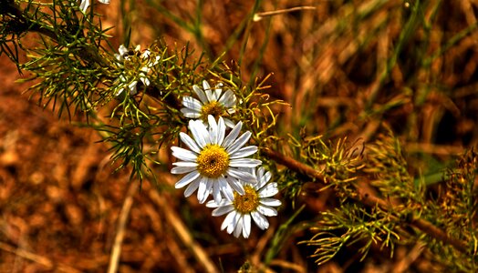 Flower daisy macro