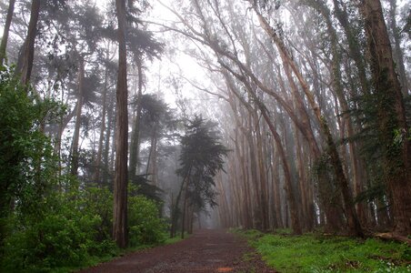 Dirt Road fog forest