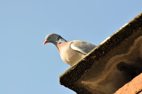 Pigeon on an eaves gutter photo