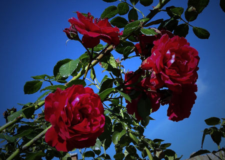 Red roses red summer
