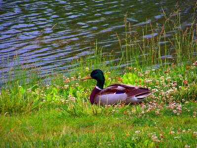 Bird single alone