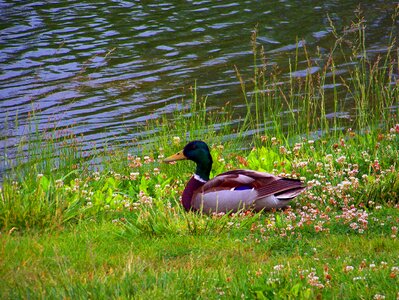 Bird single alone photo