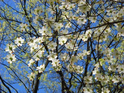 Spring dogwood blossoms sky photo