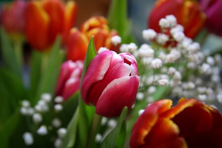 Beautiful flowers bright handsomely