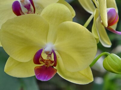 Orchid pollen yellowish