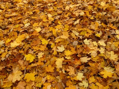 Maple leaves autumn yellow photo