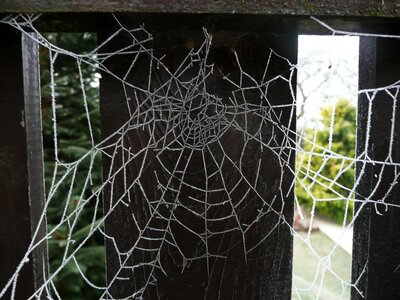 Spiderweb insect trap photo