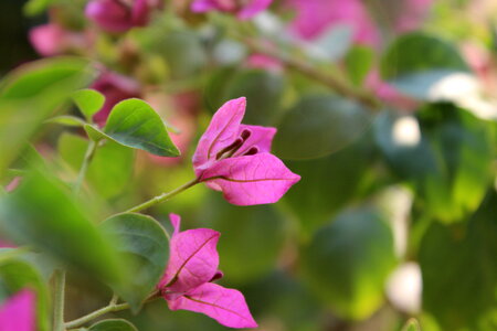 Closeup Of Pink Leaf Flower