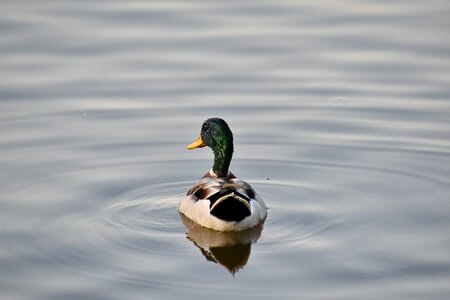 Mallard water duck photo