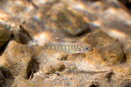 Juvenile Chinook salmon-2