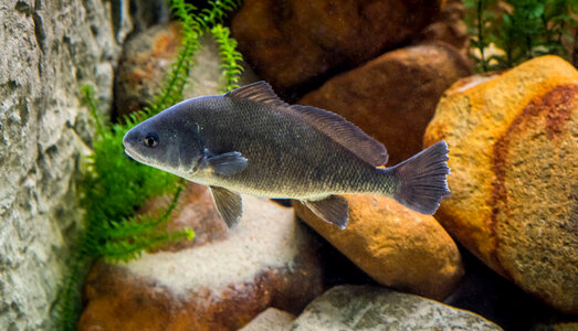 Freshwater drum-2 photo