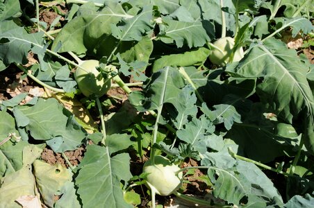 Green vegetables harvest