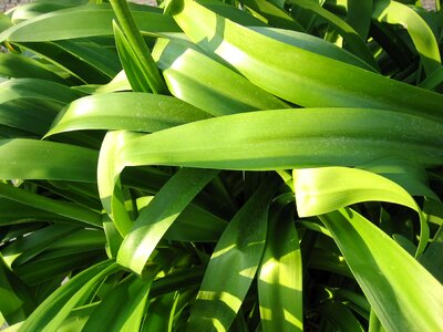 Greenery leaves plant photo