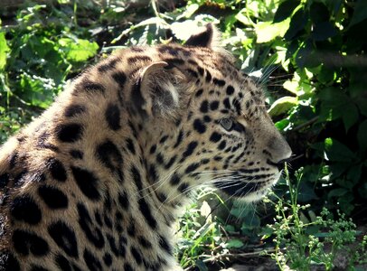 Big cat close up portrait