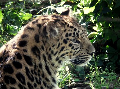 Big cat close up portrait photo