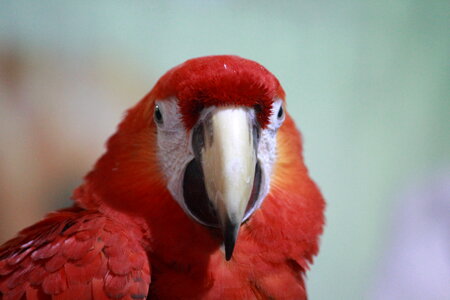 Scarlet Macaw Parrot Bird