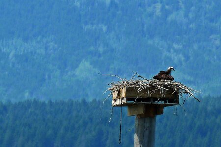 Nesting wildlife raptor photo