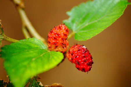 Food mulberry berry