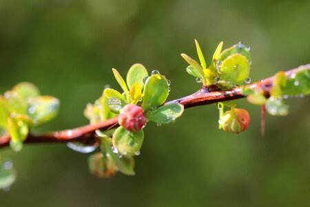 Drops plant foliage