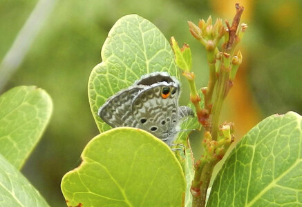 Miami Blue Butterfly-1