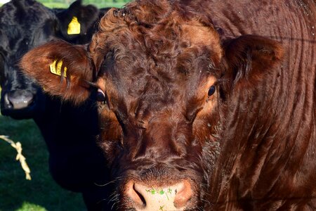 Agriculture animal beef photo