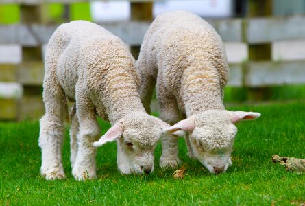Countryside north island animal