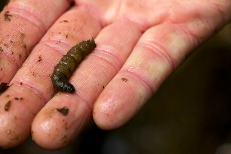Aquatic invertebrate -3