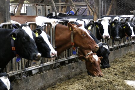 Farm lower saxony cattle photo