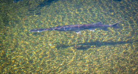 Paddlefish in clear water photo