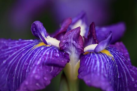 Beautiful beautiful flowers beautiful photo