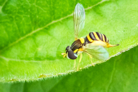 Syrphid Fly photo