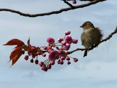 Sparrow sperling junvogel