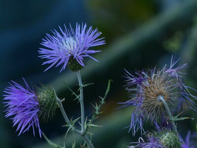 Bloom flower violet photo